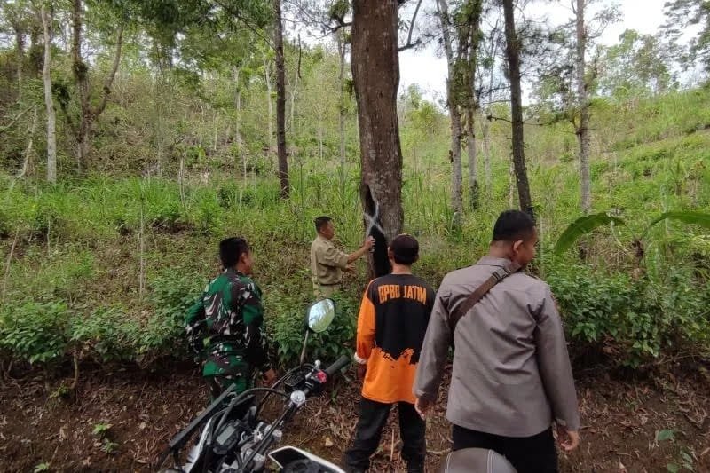 Polisi Indendifikasi Pohon Rapuh