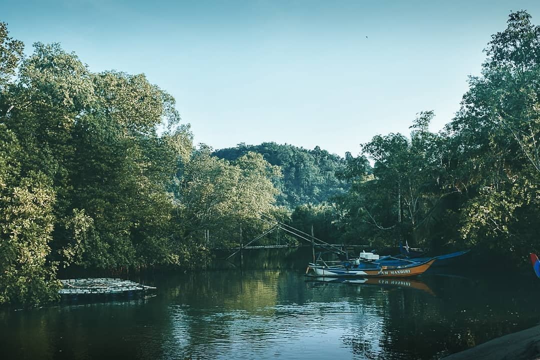 Hutan Mangrove