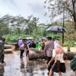 Pohon Tumbang Di Jalan Raya Kampak-Munjungan