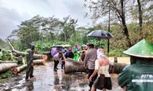 Pohon Tumbang Di Jalan Raya Kampak-Munjungan