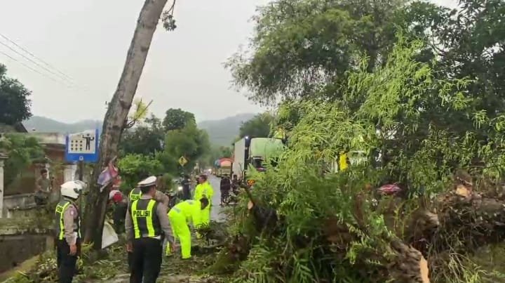 Pohon tumbang menutup ruas jalan nasional Trenggalek-Ponorogo