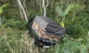 Pickup pengangkut kelapa Terperosok ke kebun warga